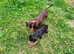 DACHSHUND X PATTER JACK puppies 1 left