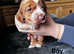 Ready now golden male sprocker  puppies available 2nd may