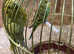 Budgies for sale