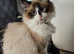 ragdoll tri colour sealpoint female cat 6month old