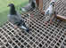 Racing pigeon