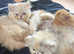 3 Beautiful Persian Exotic ultra x Persian kittens for sale