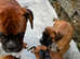 Two Beautiful Champion Bobtail boxers ready now