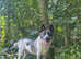 Female 11 month old