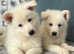 German Shepherd Puppies