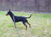 Male english toy terrier