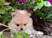 Fall in Love with Our Cream Pomeranian - Tiny Elegance in Miniature!