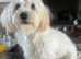 Bichon frise cross Maltese
