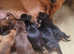 Gorgeous dachshund puppies