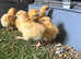 Buff Orpington chicks as hatched