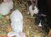 Baby rabbits for sale