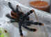 Sub adult Aviculario Boa Vista - The Boa Vista Pink Toe Tarantula