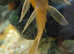 Long Fin Super Red Pleco