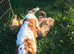 Stunning cavapoo puppies