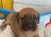 2 female dutch shepherd beagle mix pups for sale!
