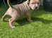 Kc registered Staffordshire bull terrier puppies for sale