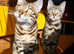 Exceptional Bengal boys available