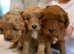 F2B Cavapoochon puppies for sale £1500