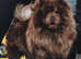 Chocolate male chow chow