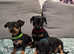 Beautiful Russian Toy Terrier Puppies