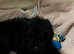 Reduced Beautiful miniature poodles 2 girls 1 boy left