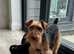 Wawauzer puppies Beautiful
