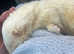 Friendly Neutered Male Ferret Looking for a New Home - Eastbourne