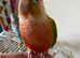 Pineapple Conure parrot hand reared tame