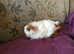 Baby male guinea pigs, indoor cage available