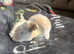 Lots off baby rabbits for sale