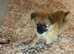 Pomchi puppies