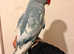 Gorgeous and rare pied blue hand tamed parrot