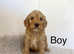 5 adorable cockapoo puppies