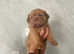 Last girl of the litter available now