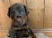 European dobermans