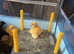 Day Old Welsh Harlequin Ducklings