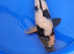 High Grade Koi carp fron £5