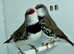Pair of Diamond Firetail Finches For Sale