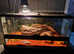 Leopard Gecko
