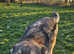 Shepadoodle Puppies *health tested parents*