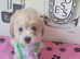 Maltipoo puppies F1