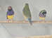 Goldains finches