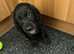 Adorable Cocker Spaniel puppies for sale