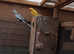 All those birds for sale