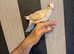 Java doves