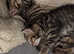 Mixed Maine Coon kittens - Ready now