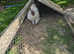 Silkie cockerels white free