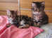 Norwegian Forest x Scottish Fold kittens