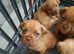 Dogue de Bordeaux puppies READY FOR THERE FOREVER HOMES