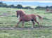 Chestnut Filly British Riding Pony